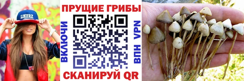 Псилоцибиновые грибы Psilocybe  купить наркотик  Себеж 